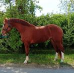 For sale 4 yo jump horse topp price, Animaux & Accessoires, Chevaux, 3 à 6 ans, Hongre, Cheval de saut, 165 à 170 cm