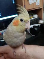 Handtamme valkparkiet pop (DNA gesekst), Dieren en Toebehoren, Vogels | Parkieten en Papegaaien, Vrouwelijk, Parkiet, Geringd