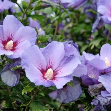 paarse hibiscus : 15 € - 20 € (zie beschrijving) beschikbaar voor biedingen
