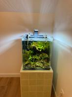 Aquarium cube, Dieren en Toebehoren, Ophalen, Zo goed als nieuw