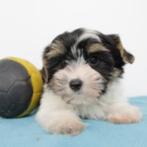 Biewer Yorkshire (reutjes) Belgische pups te koop, Dieren en Toebehoren, Honden | Jack Russells en Terriërs, Yorkshire Terriër