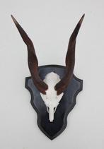 Schedel BUSHBUCK / BOSBOK ANTILOPE op zwart houten schild, Collections, Collections Animaux, Crâne, Animal sauvage, Utilisé, Enlèvement ou Envoi