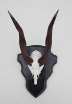 Schedel BUSHBUCK / BOSBOK ANTILOPE op zwart houten schild, Crâne, Animal sauvage, Utilisé, Enlèvement ou Envoi