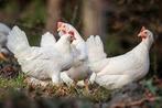 Legkippen legklaar - 0472-51.09.71 - open tot 21u, Dieren en Toebehoren, Pluimvee, Kip