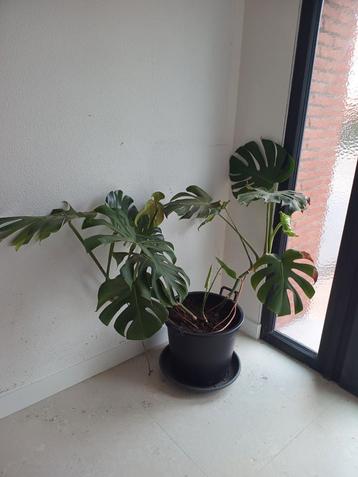 Kamerplant monstera gatenplant beschikbaar voor biedingen