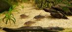 Corydoras sterbai jongen, Dieren en Toebehoren, Vissen | Aquaria en Toebehoren, Ophalen