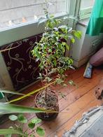 Plante ficus, Maison & Meubles, Plantes d'intérieur, Enlèvement, Ficus, En pot