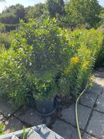Laurierboompje, 100 tot 250 cm, Zomer, Ophalen, Volle zon