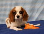 Supermooie Cavalier King Charles pup!, Dieren en Toebehoren, Honden | Retrievers, Spaniëls en Waterhonden, CDV (hondenziekte)