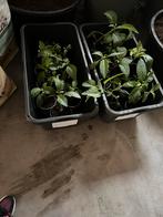 Te koop, Tuin en Terras, Vaste plant, Halfschaduw, Zomer, Ophalen