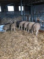 SCHAPEN, Dieren en Toebehoren, Schapen, Geiten en Varkens, Mannelijk, Schaap, 0 tot 2 jaar