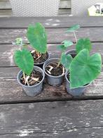 Colocasia pink china, Ophalen of Verzenden