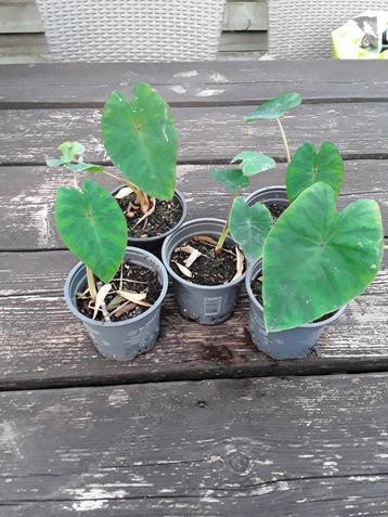 Colocasia pink china beschikbaar voor biedingen