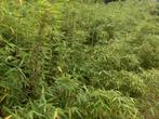 Bambou Fargesia Simba, Jardin & Terrasse, Plantes | Arbustes & Haies, 100 à 250 cm, Enlèvement, Bambou, Haie