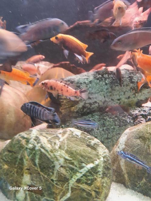 Jonge malawicichliden +5cm, Animaux & Accessoires, Poissons | Poissons d'aquarium, Poisson d'eau douce, Poisson