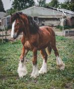 Prachtige, rasstypische jonge tinker/irish cob merrie, Dieren en Toebehoren, Paarden, Minder dan 160 cm, Niet van toepassing, 0 tot 2 jaar
