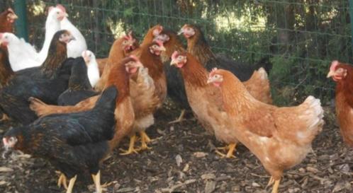 Poules pondeuses de 6 mois. 13 races. 0472/510971 (jusqu'à 2, Animaux & Accessoires, Volatiles