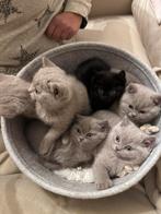 Britse Kortharen Kittens Te Koop, Dieren en Toebehoren, Katten en Kittens | Raskatten | Korthaar, Gechipt, 0 tot 2 jaar