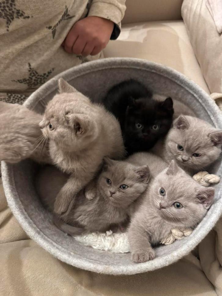 Britse Kortharen Kittens Te Koop, Dieren en Toebehoren, Katten en Kittens | Raskatten | Korthaar, 0 tot 2 jaar, Gechipt, Ontwormd