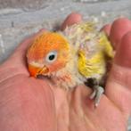 Fischeri dwergpapegaaien voor handopfok, Dieren en Toebehoren, Vogels | Parkieten en Papegaaien, Meerdere dieren, Dwergpapegaai of Agapornis