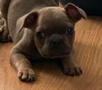 franse bulldog pups,reutje, België, Reu, 8 tot 15 weken, CDV (hondenziekte)