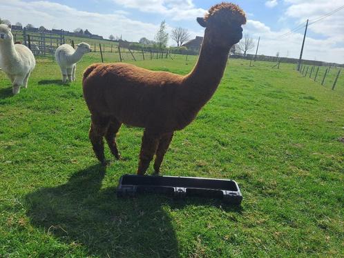 Alpacamerrie, Dieren en Toebehoren, Overige Dieren, Vrouwelijk