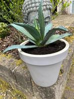 Agave inclusief kunststof pot gezonde plant, Ophalen, Volle zon