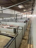 hokinrichting voor biggen [523], Dieren en Toebehoren