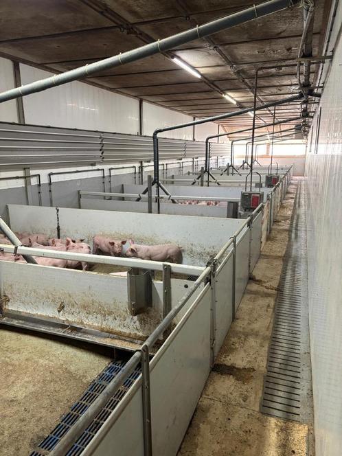 hokinrichting voor biggen [523], Dieren en Toebehoren, Schapen, Geiten en Varkens