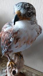 taxidermie opgezette dieren, Ophalen, Nieuw