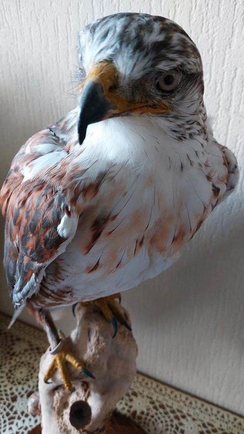 taxidermie opgezette dieren, Verzamelen, Dierenverzamelingen, Nieuw, Ophalen