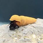 Tylomelania Choco Slak, Dieren en Toebehoren, Vissen | Aquariumvissen, Slak of Weekdier, Zoetwatervis