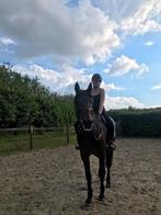 Super wandelpaard hengst 19j, Dieren en Toebehoren, Paarden, Gechipt, Niet van toepassing, Hengst, 160 tot 165 cm