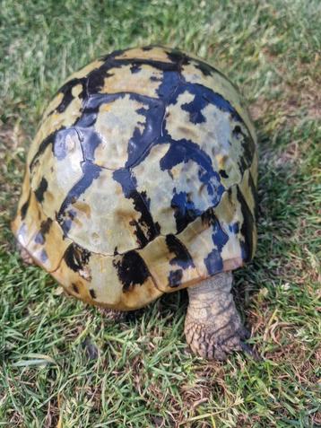 Griekse landschildpadden, Dieren en Toebehoren, Schildpad, 11 jaar of ouder