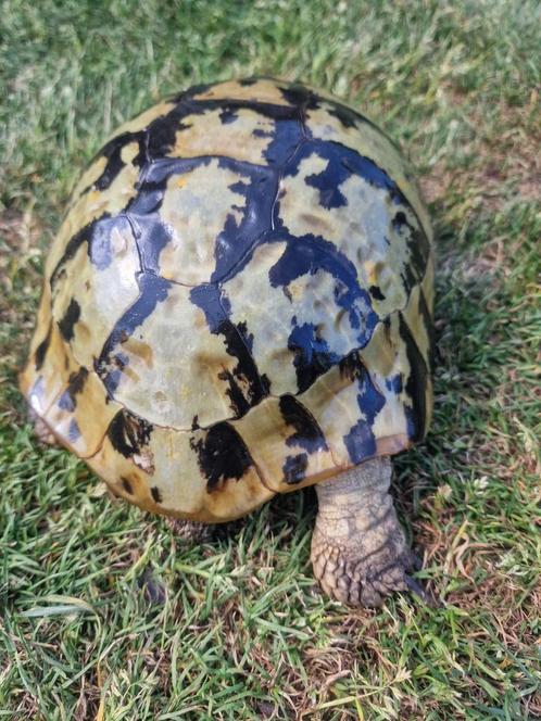 Griekse landschildpadden, Dieren en Toebehoren, Reptielen en Amfibieën, Schildpad, 11 jaar of ouder