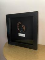 Kader met opgezette zeepaardjes, Verzamelen, Ophalen of Verzenden, Gebruikt, Overige soorten, Opgezet dier