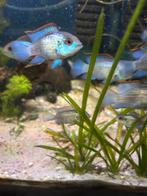 Electric blue acara, Dieren en Toebehoren, Vis