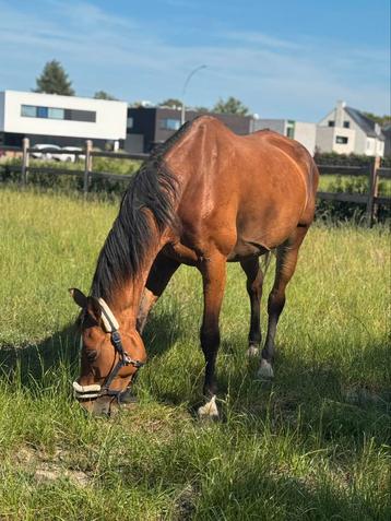 Drachtige merrie die zelf tot 1.35 liep beschikbaar voor biedingen