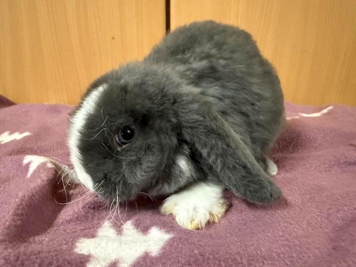 Rex hangoor voedster en ram, Dieren en Toebehoren, Konijnen, Dwerg, Meerdere dieren, 0 tot 2 jaar, Hangoor