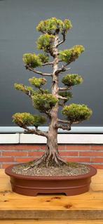 Japanse Ceder bonsai (cryptomeria japonica), Tuin en Terras, Ophalen