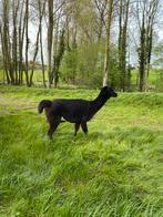 Alpaca merrie zwart, Femelle