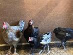 Marans haantje, Dieren en Toebehoren, Mannelijk, Kip