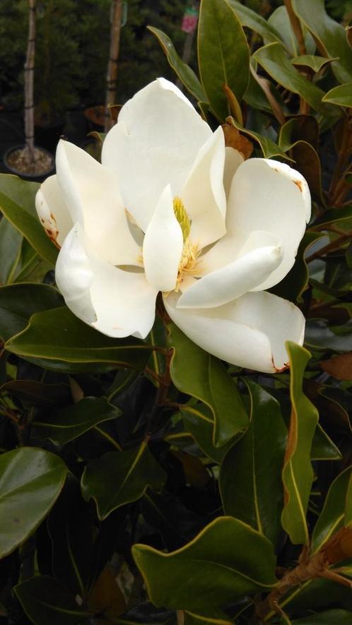 Magnolia grandiflora Goliath / beaux buissons pleins ‼️‼️, Jardin & Terrasse, Plantes | Arbres, Arbre à bulbes, 400 cm ou plus