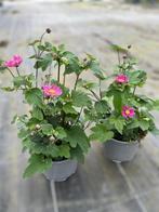 Anemone Pamina potmaat 17cm, Tuin en Terras, Planten | Tuinplanten, Ophalen, Herfst, Vaste plant, Halfschaduw