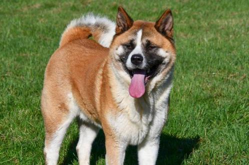 Amerikaanse Akita Dekreu, Dieren en Toebehoren, Honden | Dekreuen, Reu, Fokker | Professioneel, Eén hond, België, 3 tot 5 jaar