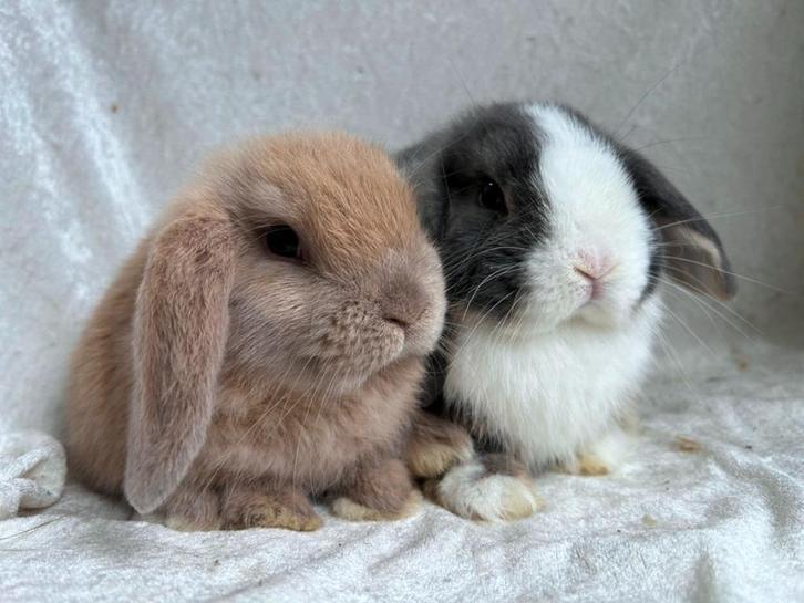 Super mooi super lief handtam koppeltje Minilop konijntjes, Dieren en Toebehoren, Konijnen, Klein, Meerdere dieren, 0 tot 2 jaar