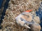 Konijntjes zoeken goede thuis, Dieren en Toebehoren, Konijnen, Meerdere dieren, Klein, 0 tot 2 jaar