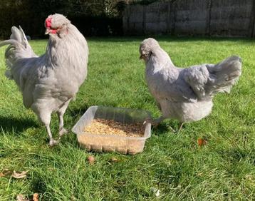 Araucana Lavendel Hennen beschikbaar voor biedingen