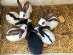 Reuzevlinder/ lotharinger, Dieren en Toebehoren, Konijnen
