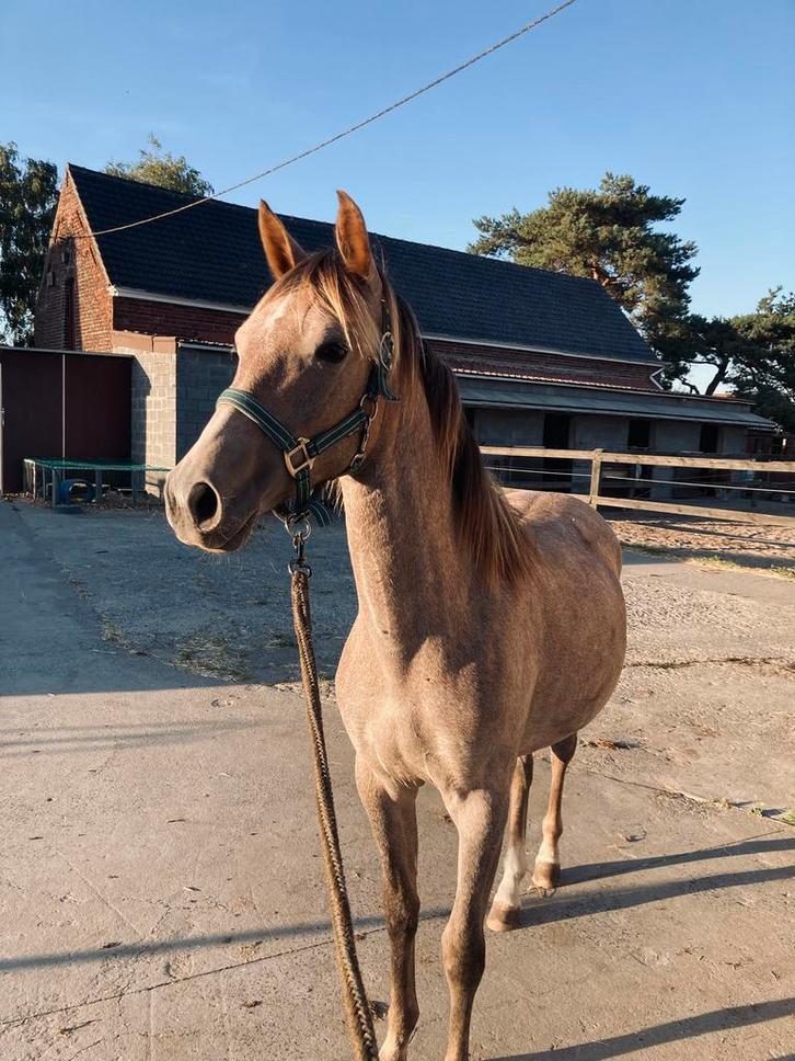 Lieve jaarling merrie zoekt nieuwe thuis, Dieren en Toebehoren, Paarden, Merrie